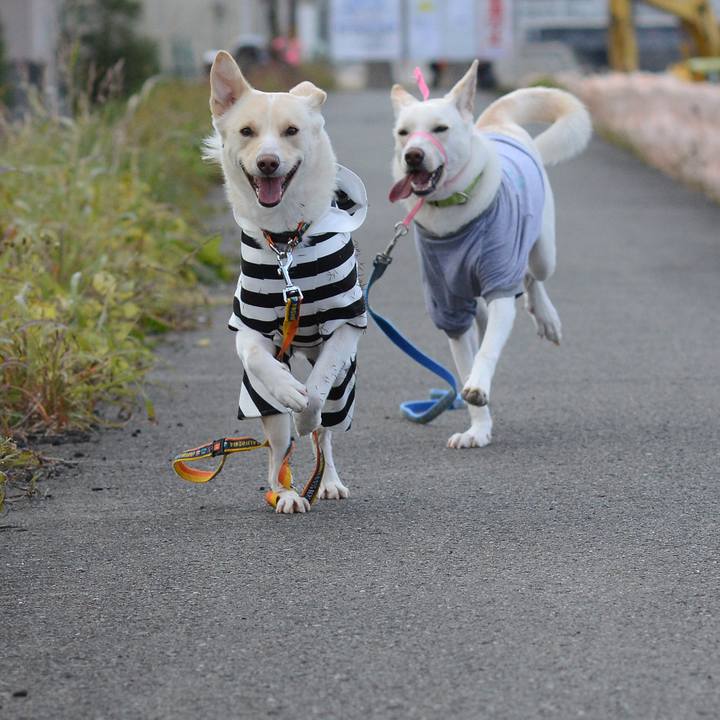 8c3a6d78 d94e 4495 b9ec 8a1220ad8599