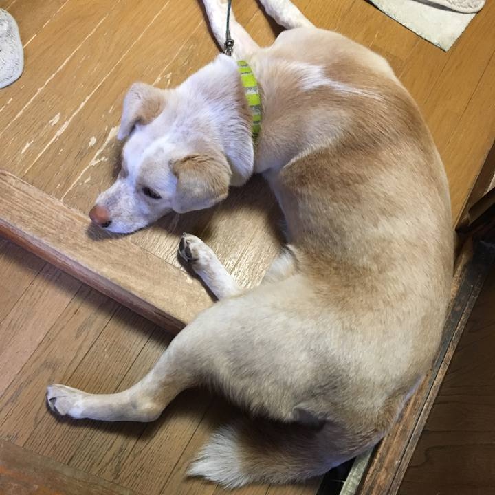 8c4908a8 b3c0 45d2 bfa8 ad4536bdce67