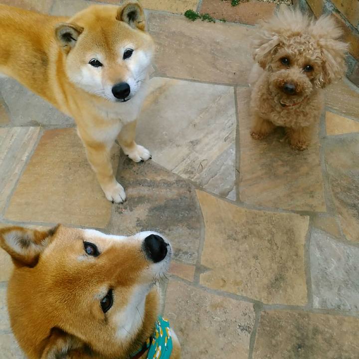 8c4b2f99 0a34 4b77 b9b9 61b4b2c3848e