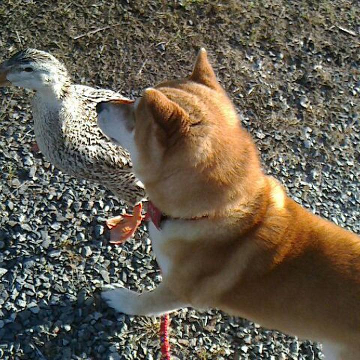 8c4c9e6a c571 472b a763 4940a5832dd7