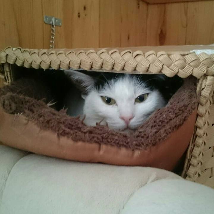 8c4fff46 8621 4e39 850e 39724e78203e