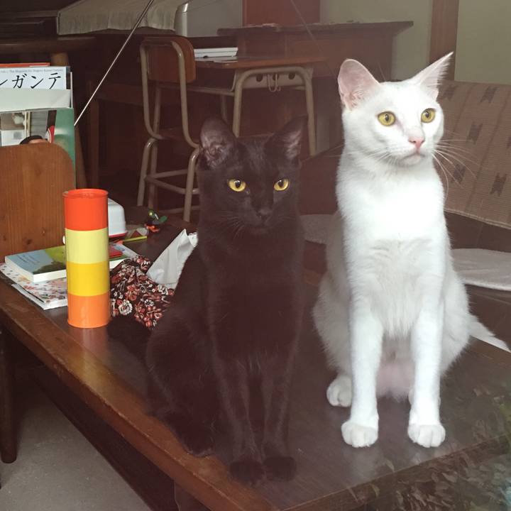 8c53102f 33f6 423d aa68 f39783b1c6fe