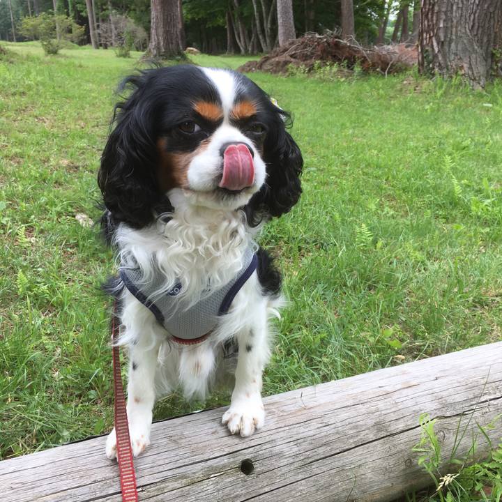 8c544b97 763f 4c5d b307 ebb4ba5dd768