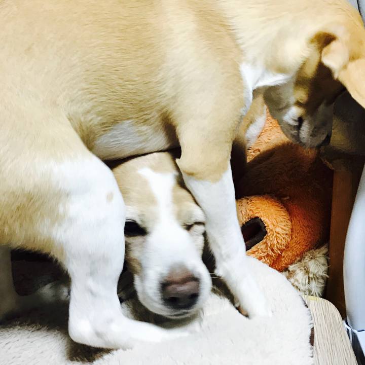 8c5f680d 602f 4be4 90ad 4bed22204bdc