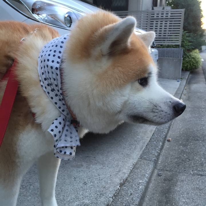 8c614bc5 72e6 44e4 8c66 d8419c5d3bac