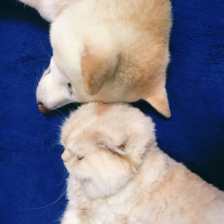 8c622b79 55ba 436f a06e a926fcc8bab7