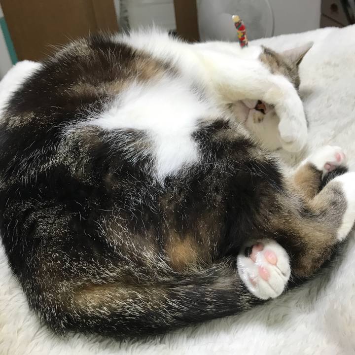 8c661a3d ebd3 4f6a 9252 496847732524