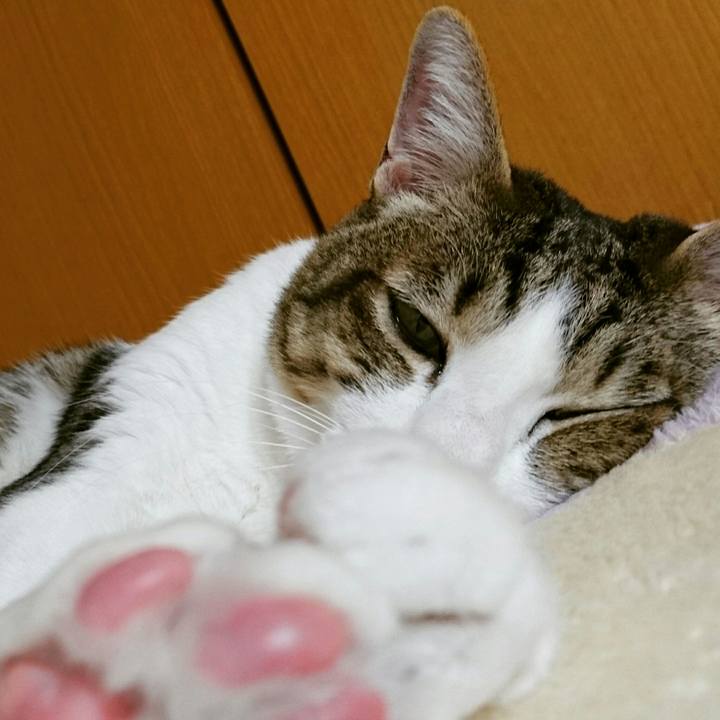 8c6806c5 0147 465c 93aa e9b31e4d66dc