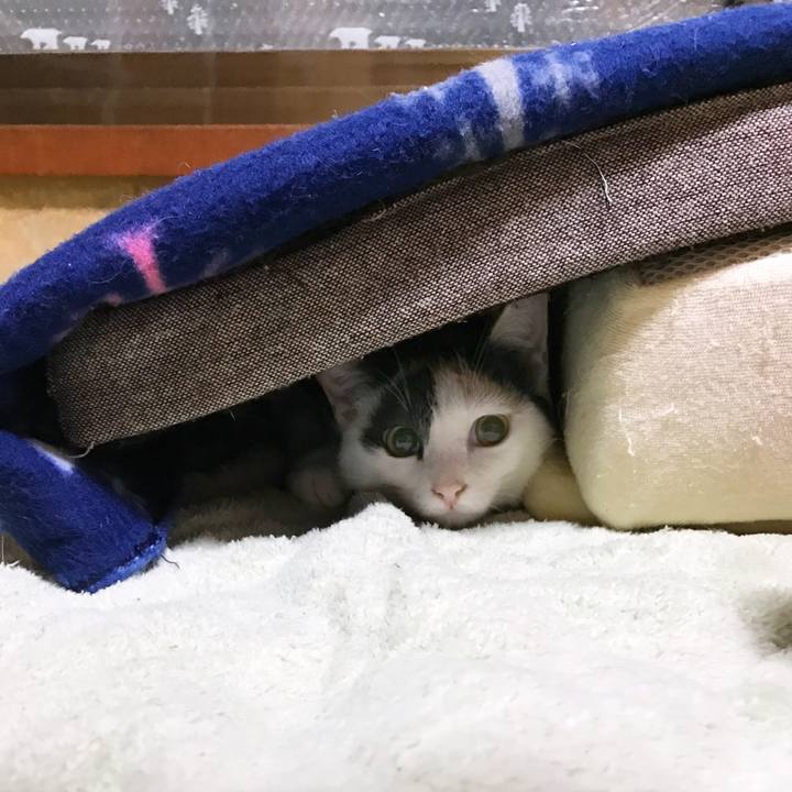 8c68b1b0 2fab 4ab6 970f 3732bc8421f2