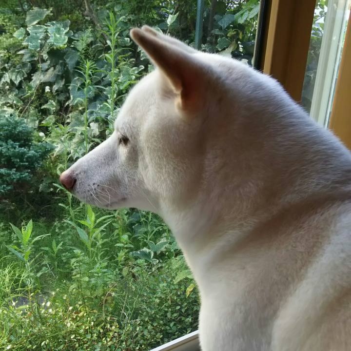 8c724249 9b1a 4bd6 ab08 6a0c02db4424