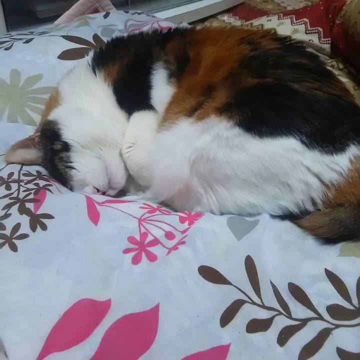 8c769233 6ee0 45ff 8227 62c222e98e77