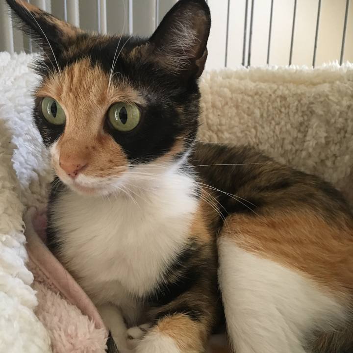 8c7775d4 74d6 4b85 bac5 bfbb9441cd16