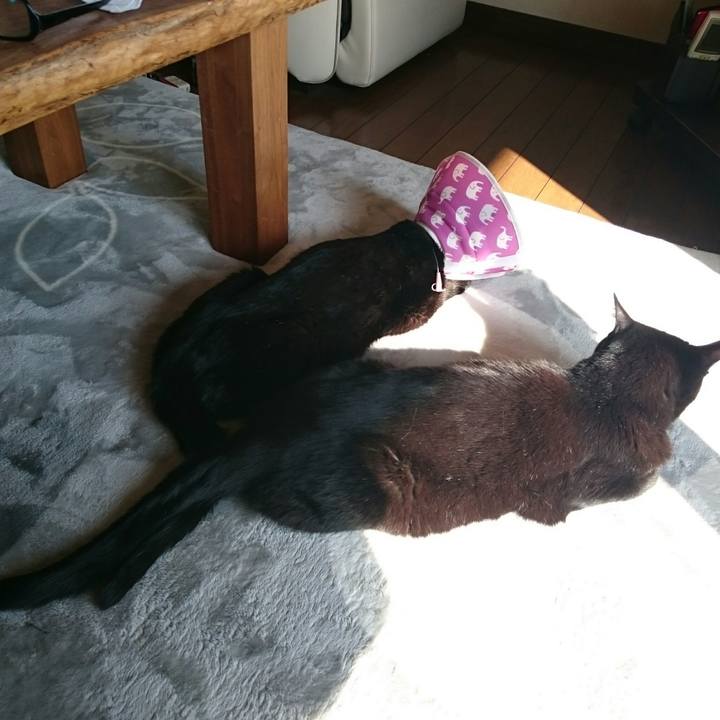 8c7bcecd 404d 4340 9986 a48f93b9b58a