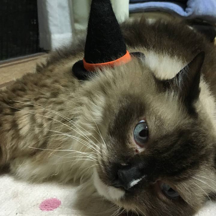 8c871fb4 dc6f 4c3f 843a 0f62c94f4772