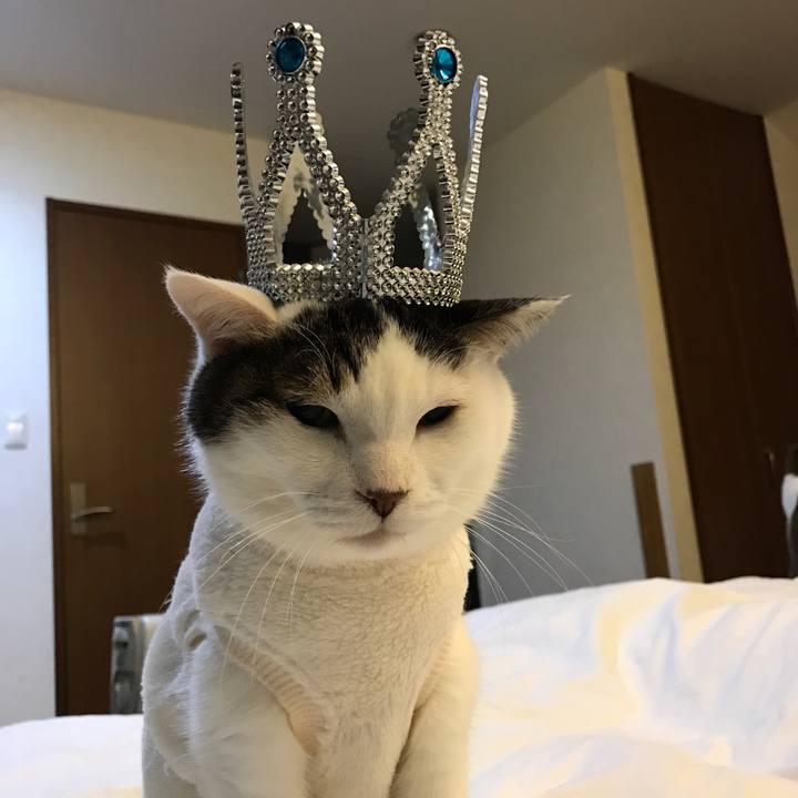 8ca2789e 7fdb 4a6a b6ca 70812bd1afc1