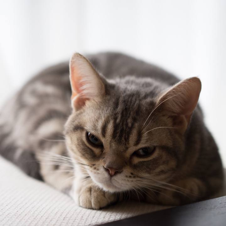 8ca63b4a 54f4 4136 ae06 a169ab44c65b