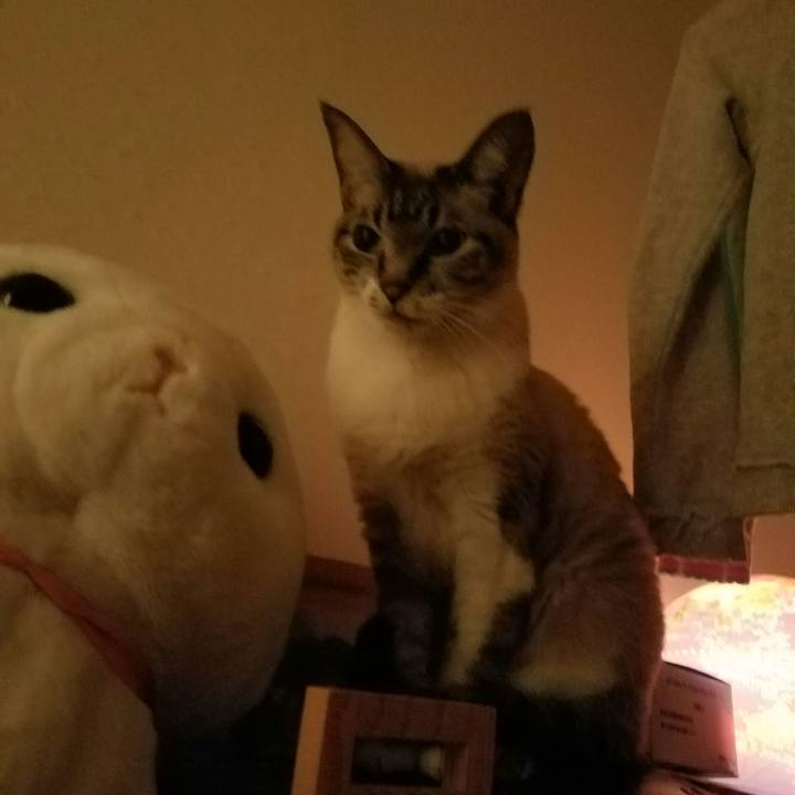 8cab112a 1887 4209 a673 3f0d4ab3f465