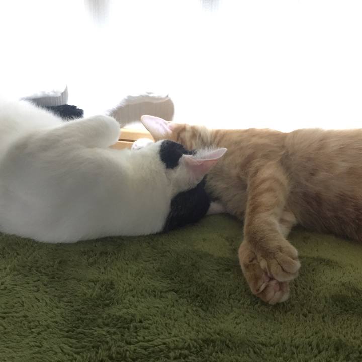 8cb32973 7b37 4944 8fb0 3c0e47c731d9