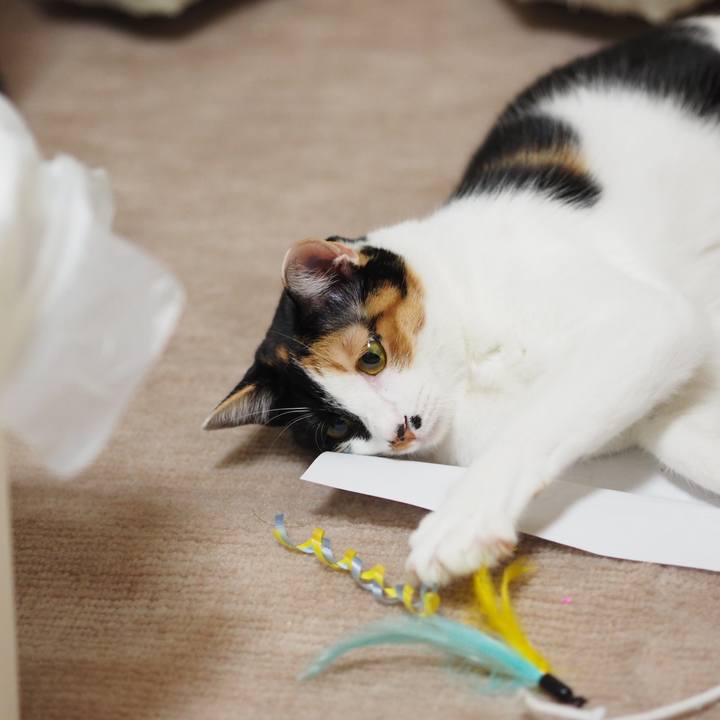 8cb47eda ce2e 4bb7 bf26 733cd93cab6c