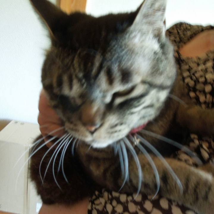 8cb6c5db 778a 4495 a733 9d4407d36b6f