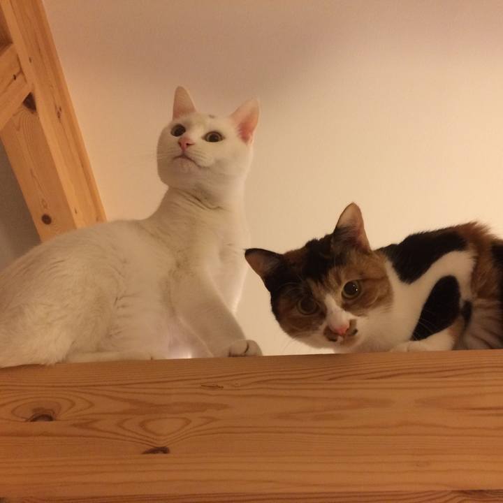 8cbb89e5 523e 4d5f 86ae 983641fc40cc