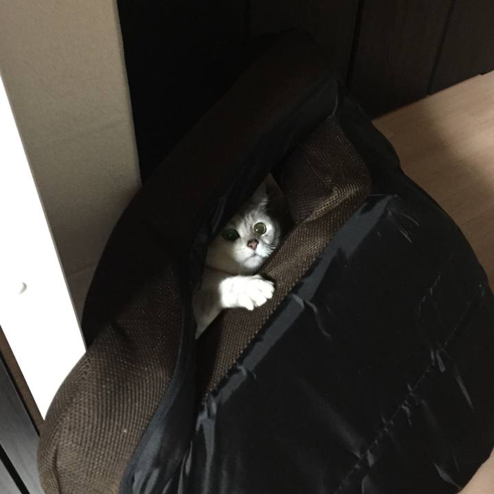 8cbe4a2d ecfa 4822 af1c 1a8d4077a7e8