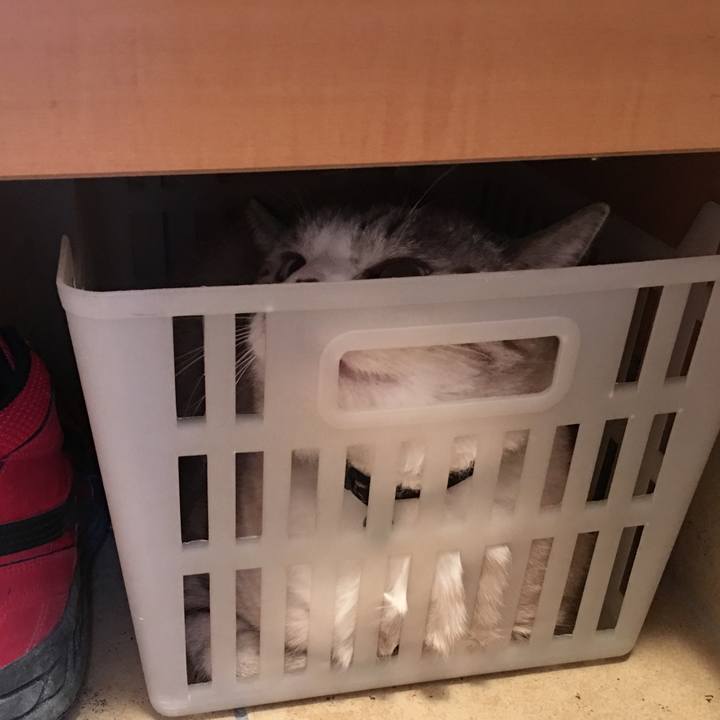 8cc722a0 43d6 4b56 9580 c1ad4b4e4916