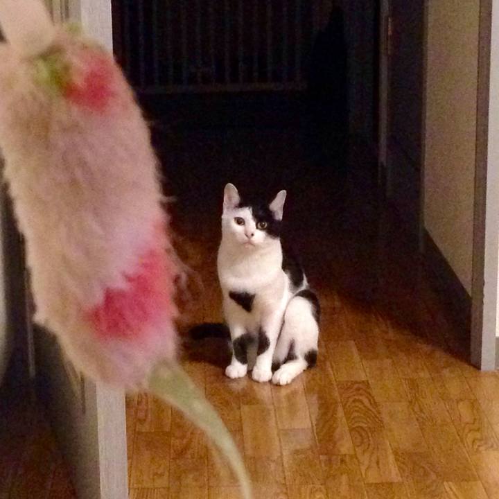 8ccf85ef 1d33 4ef7 8035 221796ae1765