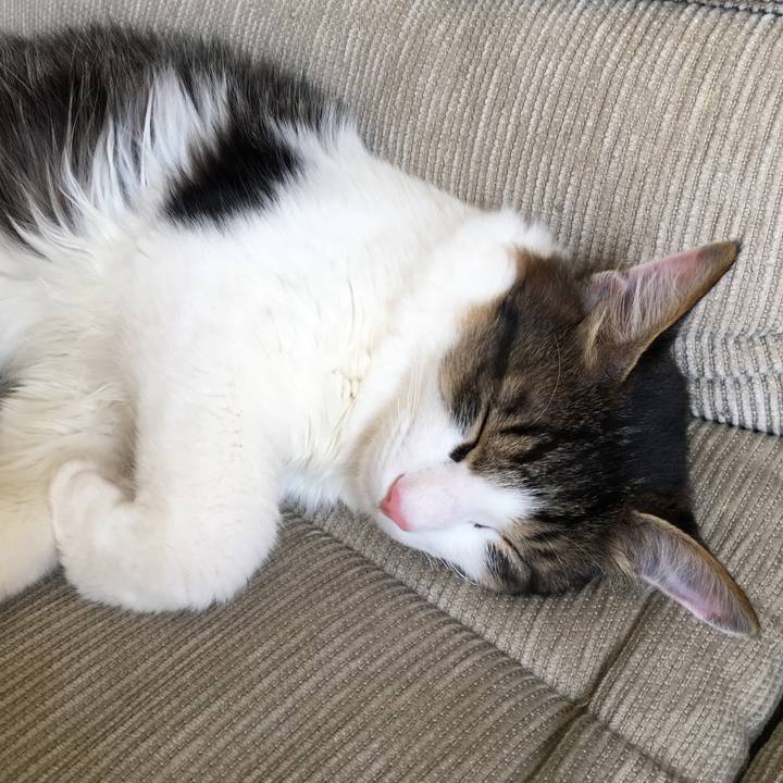 8cd727e8 8895 4b39 81fa 1d5db61b4efd