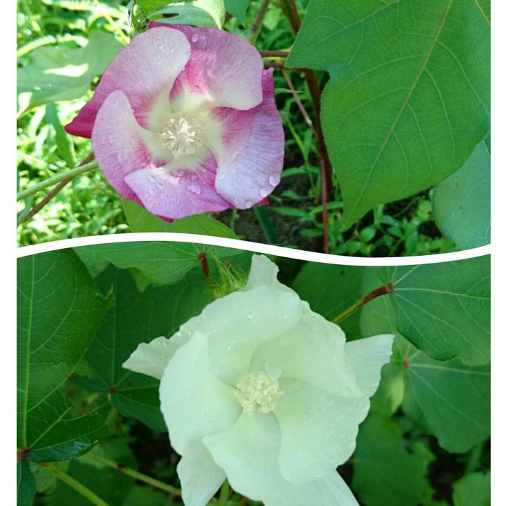 8cd8aff4 b8f3 4443 b7d6 79eab31b912f