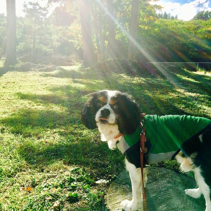 8cdca1d9 07da 433e 9c2b 5396b66e813c