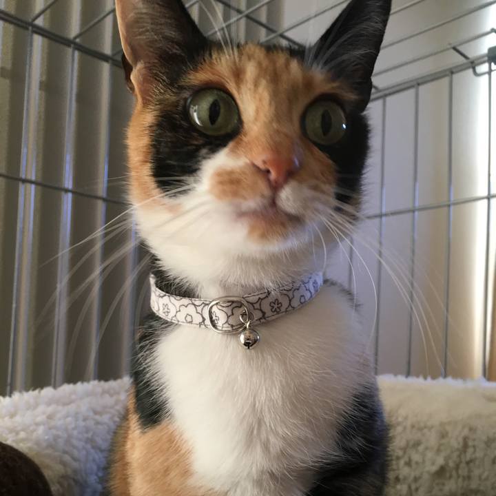 8ceb1e9f a62d 4b80 98eb eff3547c424d