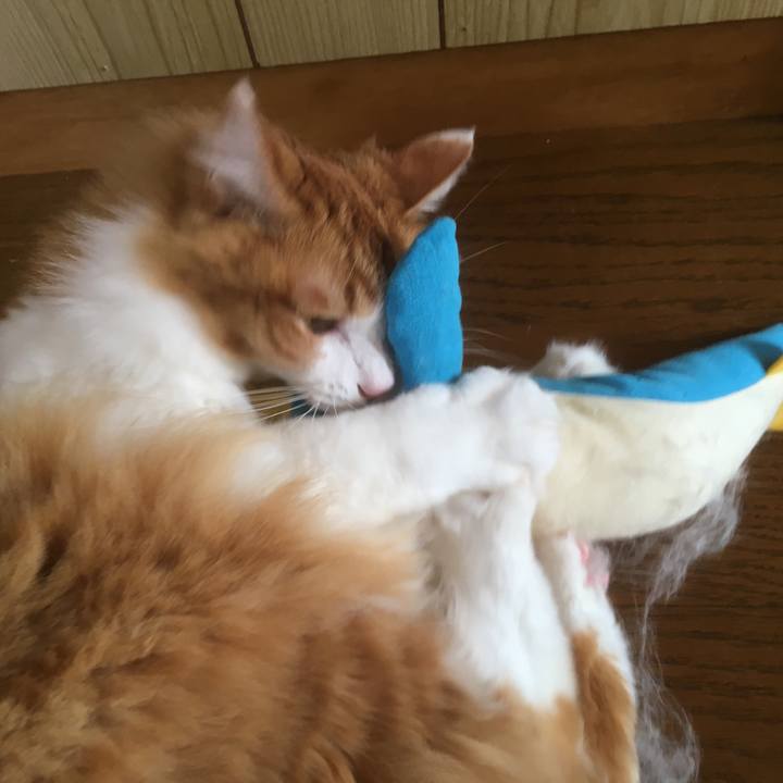 8cee3864 8cbf 4c0d 9259 f69ee8f37711