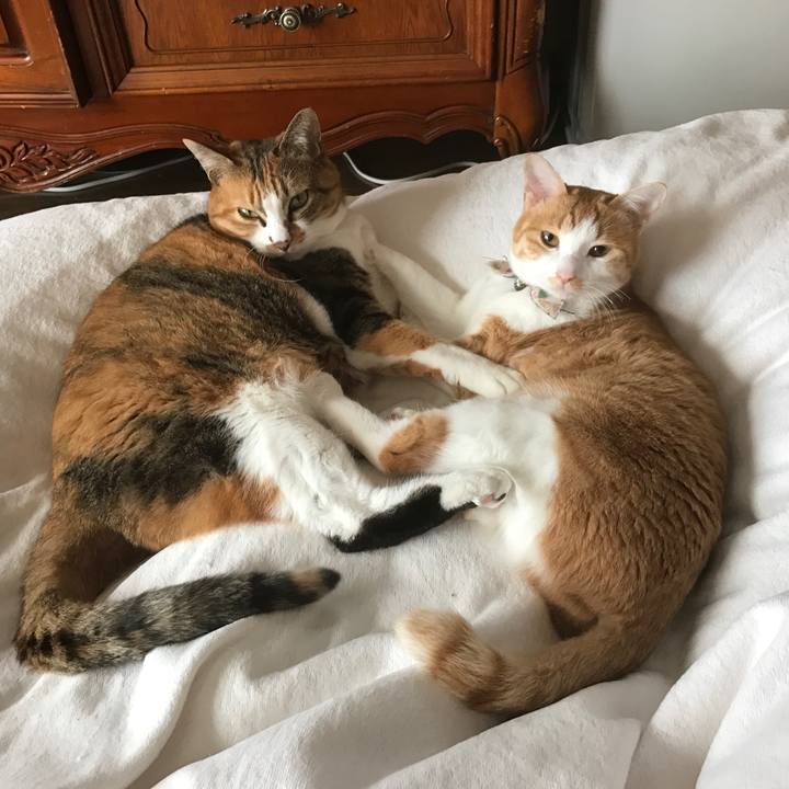 8cef8dee a9f4 4f60 b61c dba51c79d244