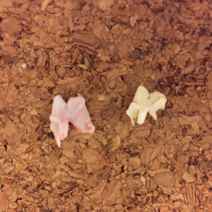 8cf571a5 ee0c 4cbb a10f 6733a686ace0