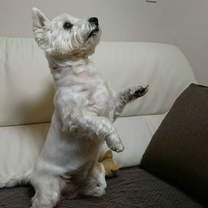 8cf80666 12a0 4bf7 9213 bc9f8647398b