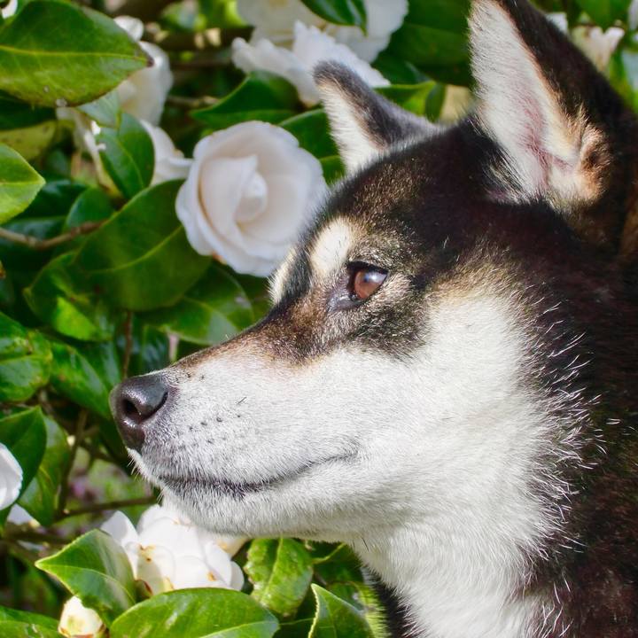 8cfe3f03 7ac7 4521 963d 48628e6b8331