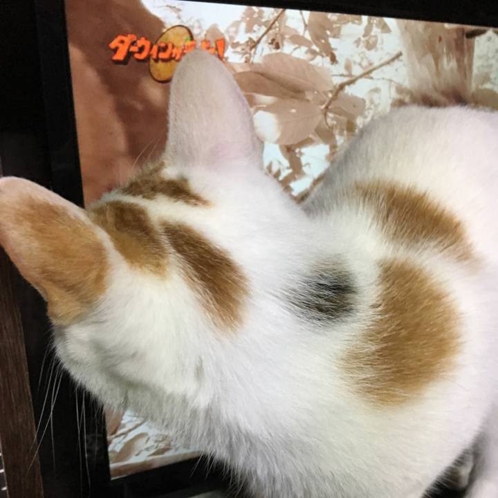 8cff2f3a 383e 4aba b229 330dce634e17