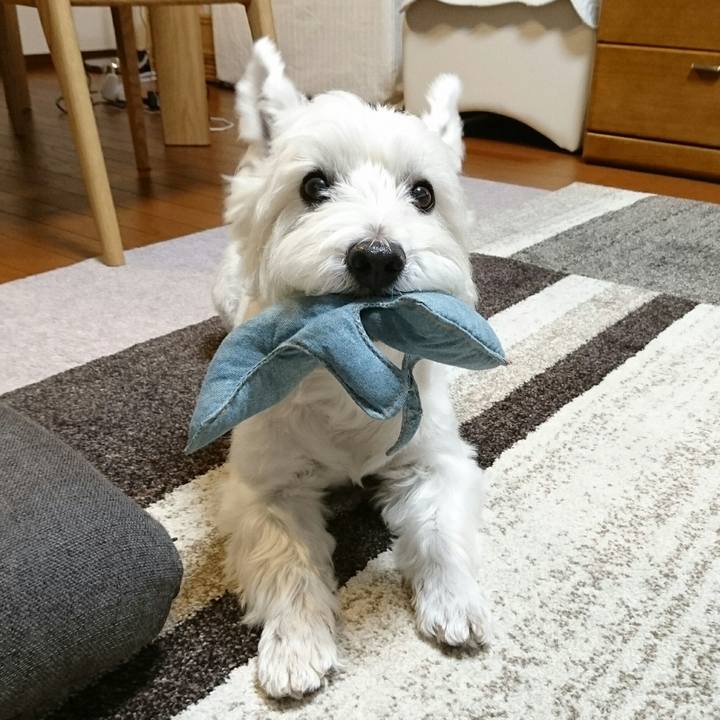 8d06af0a 4152 4370 9080 69439996f262