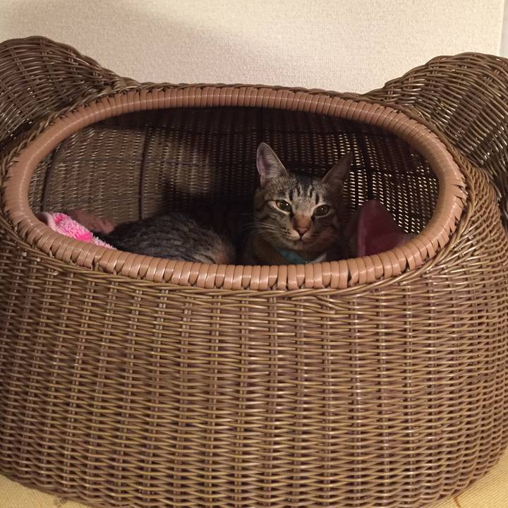 8d0aa8b9 4a1d 483a aec2 a3dc7721455e