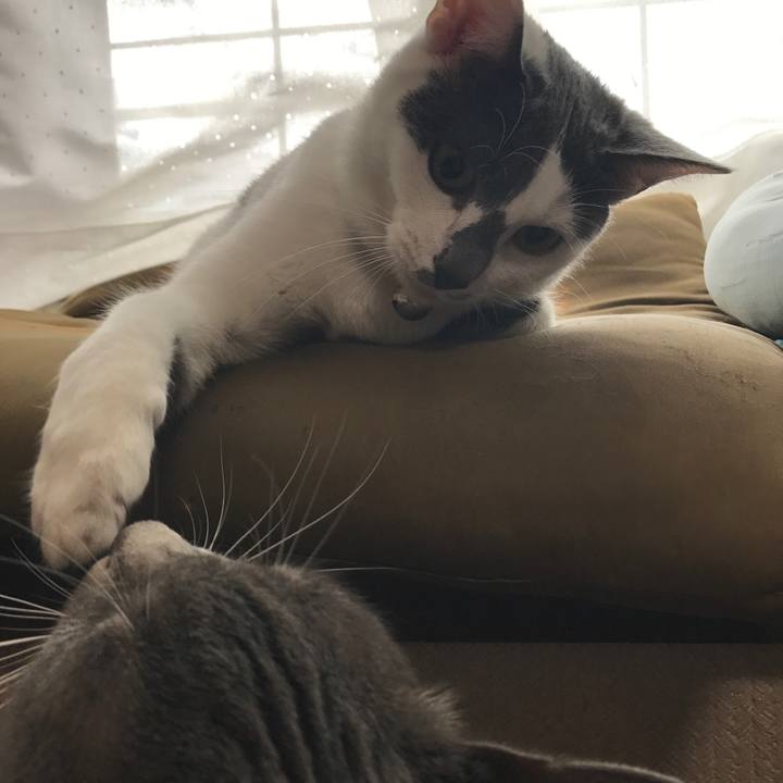 8d100da8 58bd 4a1e b6e0 868265764c83