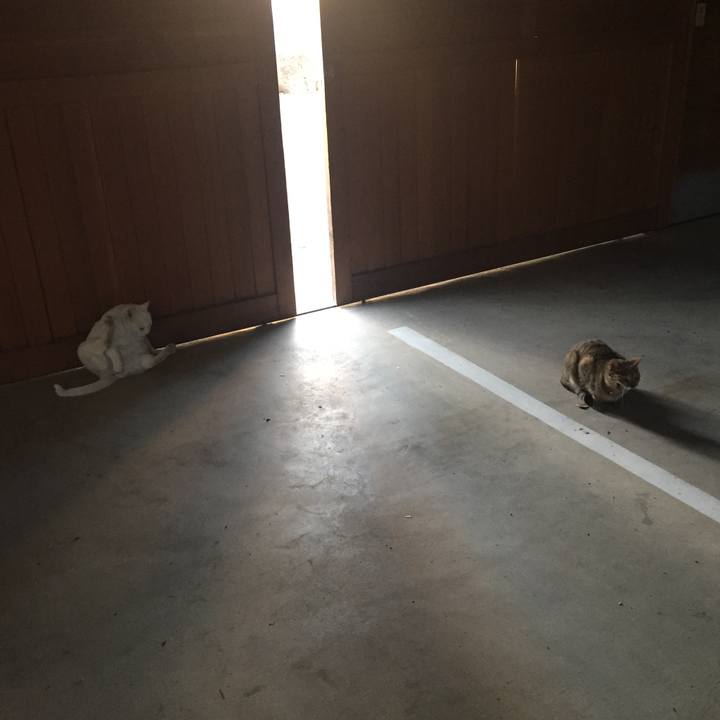 8d1151d1 2460 479e 9cf8 0a553b00d407