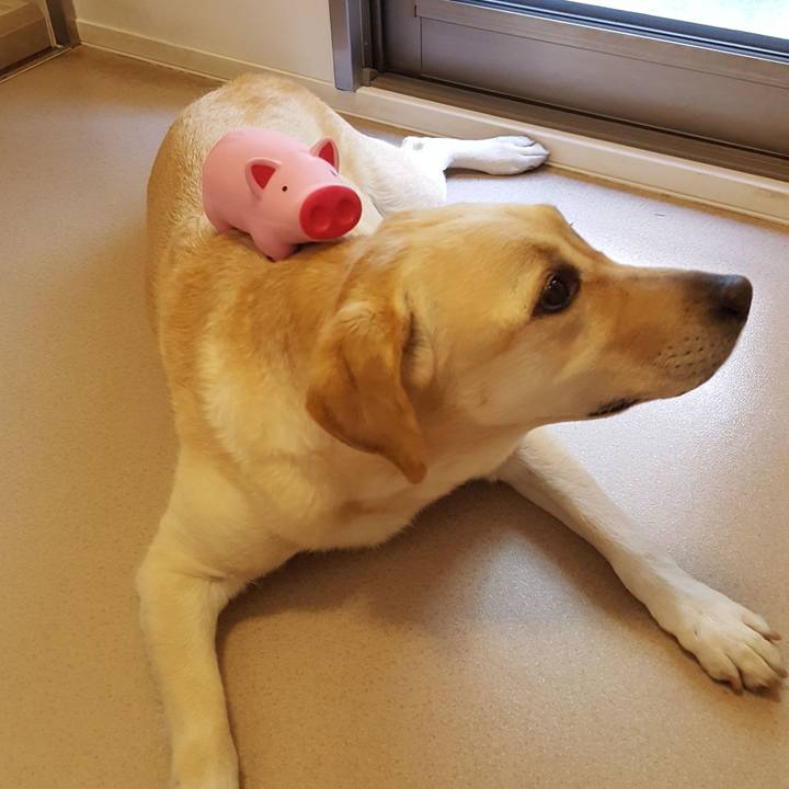 8d1aade4 f017 46b4 ba78 61ec21ce0843