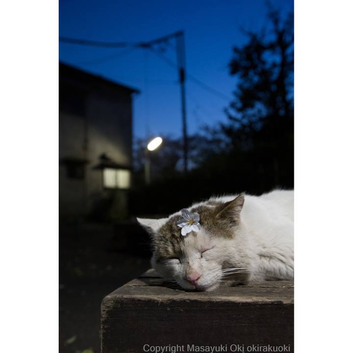 8d38a19a 72ff 430e beca 50c4f8f6f01c