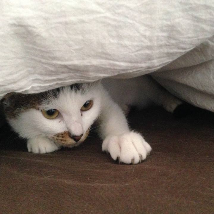 8d48e184 8eea 439d 9276 16ea038844e4