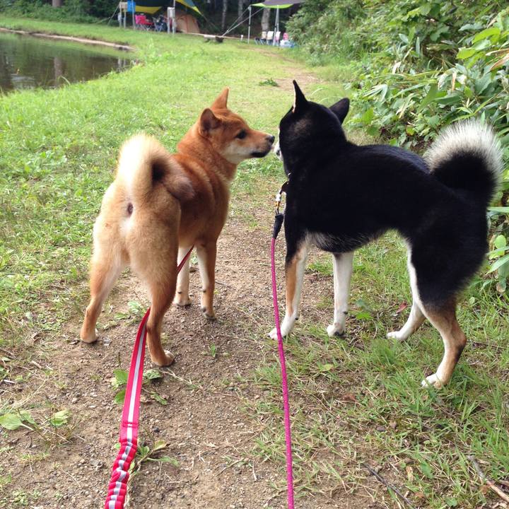 8d50925b 4f04 453d bb2e 89aa93a863fe