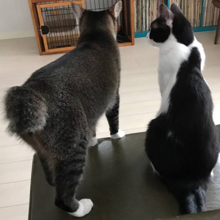 8d561b8e c64d 4a60 b58c 9e6436423340