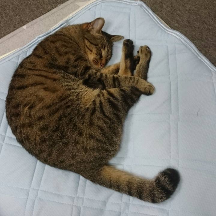 8d56339c de0e 4015 9f97 1696af00ca99