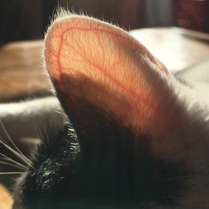 8d58478a 00e8 4e59 b450 d414a9f3622f