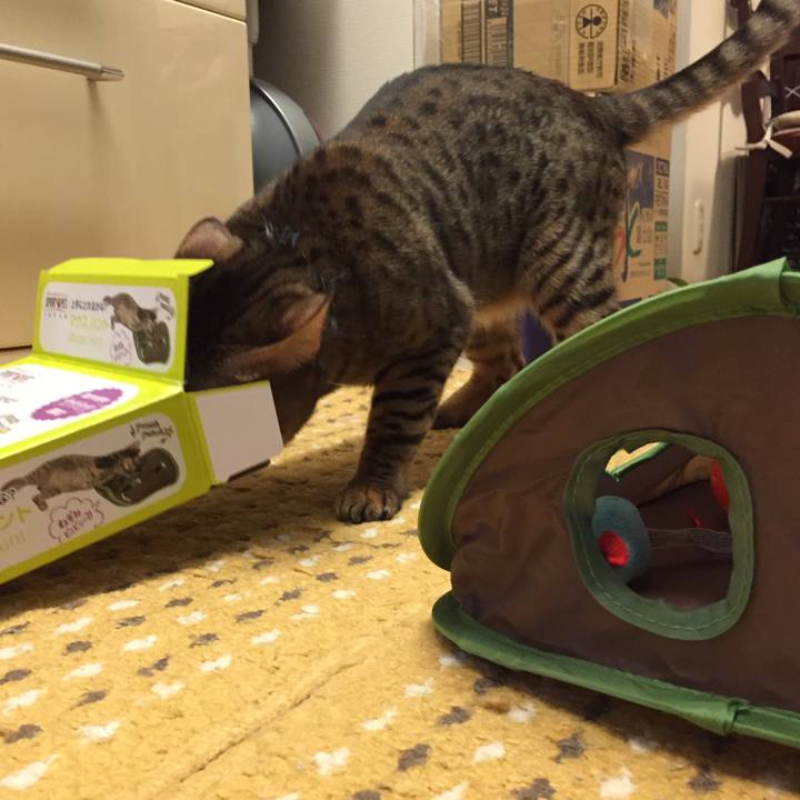 8d5871a4 2190 4103 a787 aa21001b4031